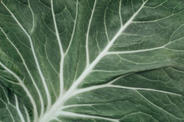 yeşil taze lahana yaprağı görünümü ne kadar yakın.