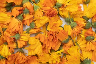 Calendula çiçekleri taç yaprakları tam çerçeve arkaplanı.