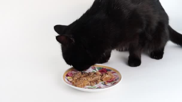 Schwarze Katze Frisst Katzenfutter Aus Einer Schüssel — Stockvideo