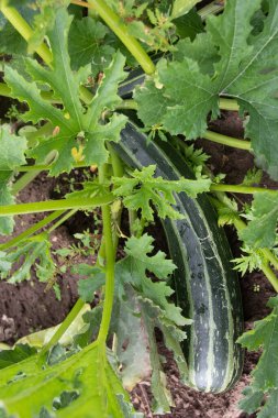 Kabak filizinde kabak yetişiyor..