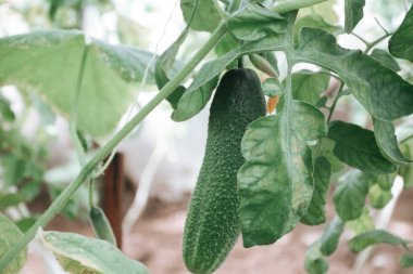 Salatalıklar güneşte bir yatakta olgunlaşır.