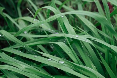 Yeşil çimenlere çiy damlaları düşer..