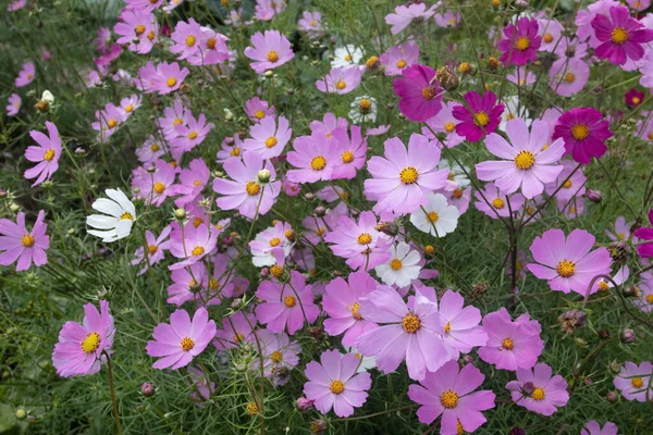 Vackra Rosa Kosmea Blommor Blommade Trädgården — Stockfoto