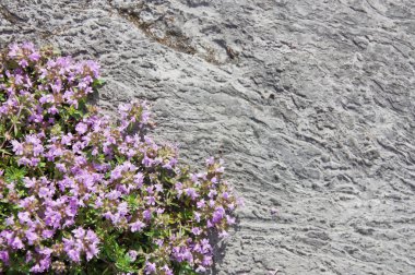 taş kır çiçekleri