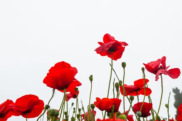 Красиві червоні макові квіти — стокове фото
