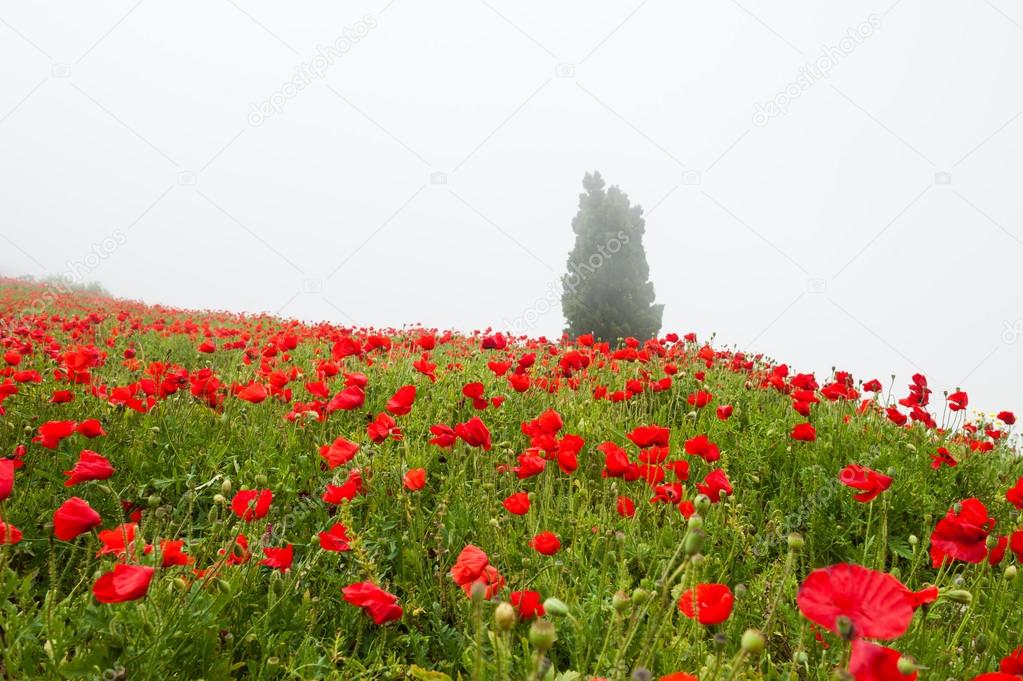 Field with a beautiful red poppies on the hill