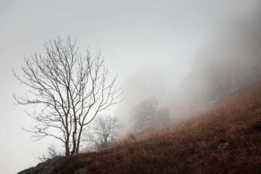 Sisli bir sabahta dağlarda ağaçlar. Güzel sonbahar manzarası.