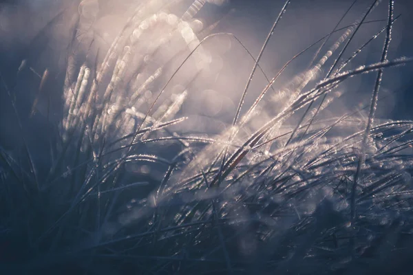 Plantes Givrées Dans Forêt Hiver Lever Soleil Résumé Hiver Nature — Photo