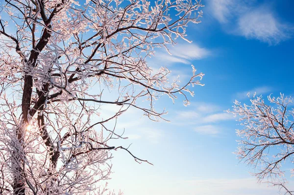 Matte Bomen Met Witte Vorst Tegen Blauwe Lucht Mooie Winterse — Stockfoto