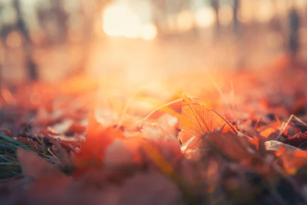 日没の森の中に赤い秋の葉 マクロ画像 フィールドの浅い深さ 美しい秋の自然背景 — ストック写真