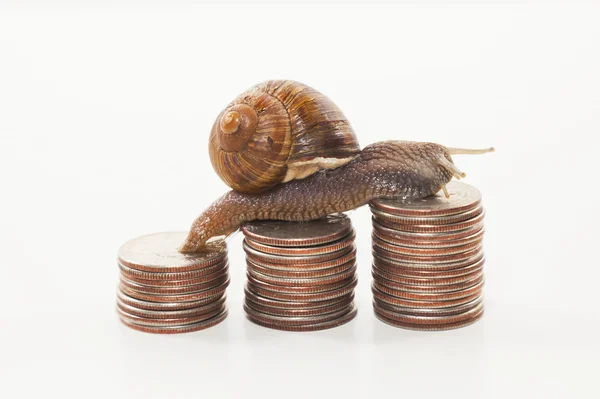 Snail on the coins - slow economy concept — Stock Photo, Image