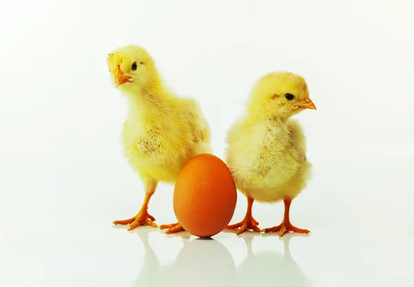 Dvě novorozené kuřat s vejcem — Stock fotografie
