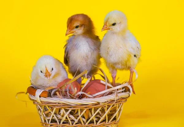 Galinhas pequenas com ovos de Páscoa — Fotografia de Stock