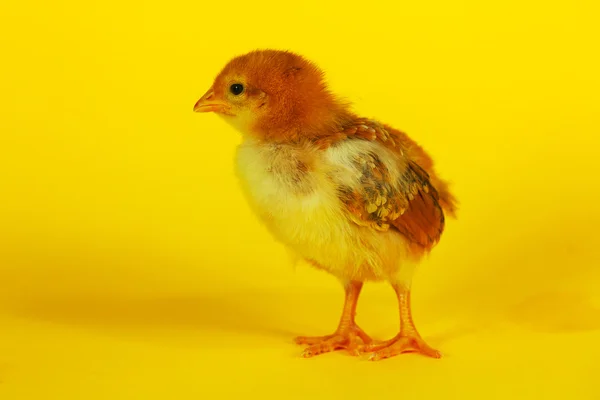 Csirke kicsi baba — Stock Fotó