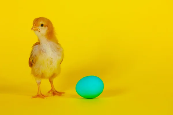 Newborn chicken with yellow egg — Stock Photo, Image