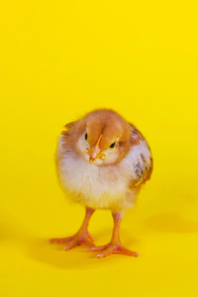 小さな赤ちゃん鶏 — ストック写真