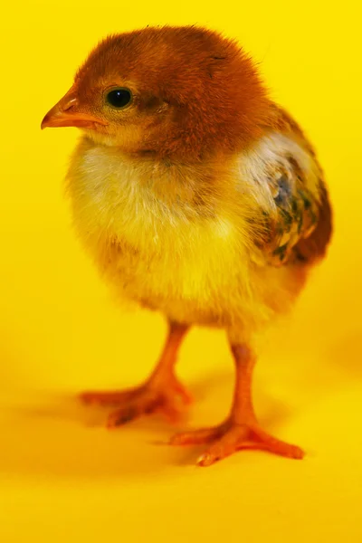 Malé baby kuře — Stock fotografie