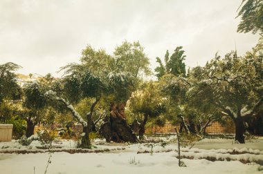 Kudüs'te Bahçe Gethsemane