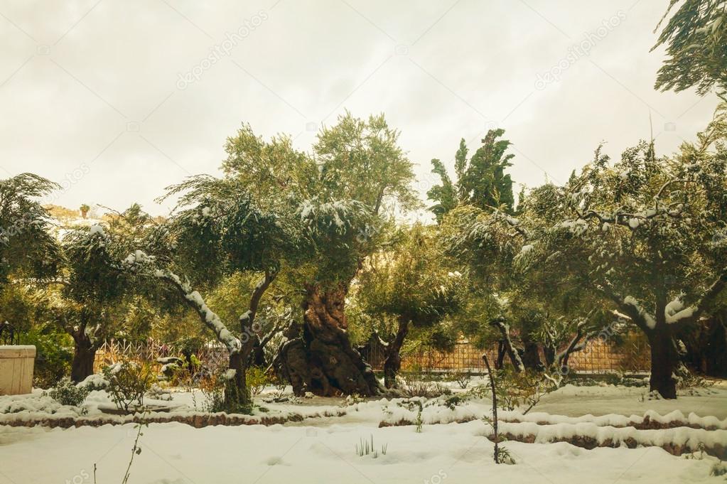 Gethsemane garden in Jerusalem