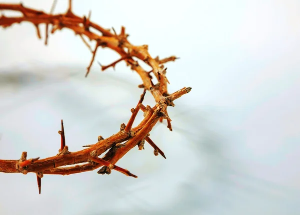 Thorn crown close up — Stock Photo, Image