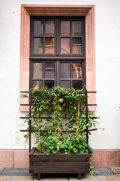 Stare okna z doniczka — Zdjęcie stockowe