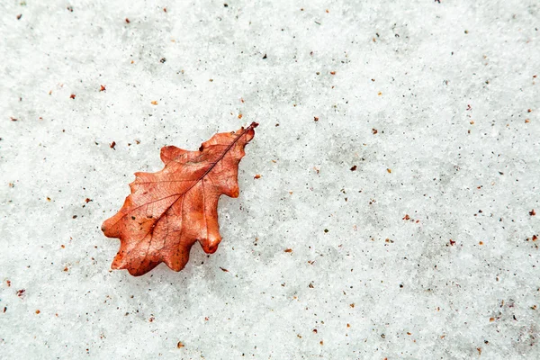 Durty 雪上堕落的红橡树叶 — 图库照片