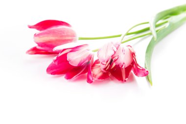 güzel izole pembe Menekşe Lale buketi