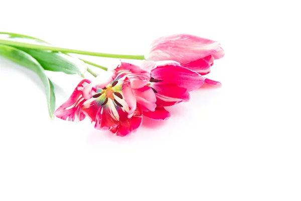 Beautiful bouquet of pink violet tulips isolated — Stock Photo, Image