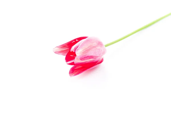 Beautiful pink violet tulip isolated — Stock Photo, Image