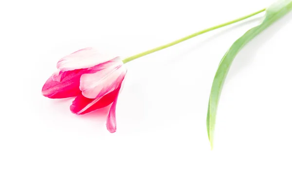 Beautiful pink violet tulip isolated — Stock Photo, Image