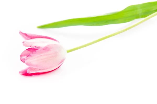 Beautiful pink violet tulip isolated — Stock Photo, Image