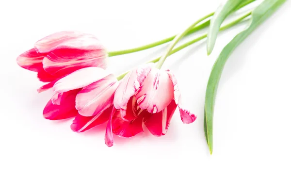 Beautiful bouquet of pink violet tulips isolated — Stock Photo, Image