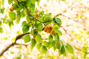 bir dal üzerinde büyüyen olgun kayısı