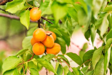 bir dal üzerinde büyüyen olgun kayısı