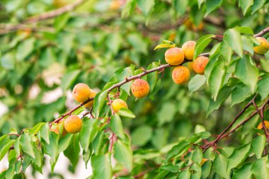bir dal üzerinde büyüyen olgun kayısı