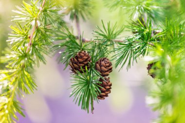 Pine cones on a tree branch clipart