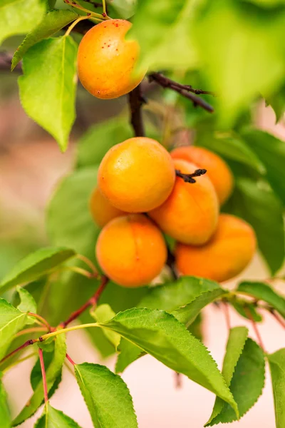 Спелые абрикосы, растущие на ветке — стоковое фото