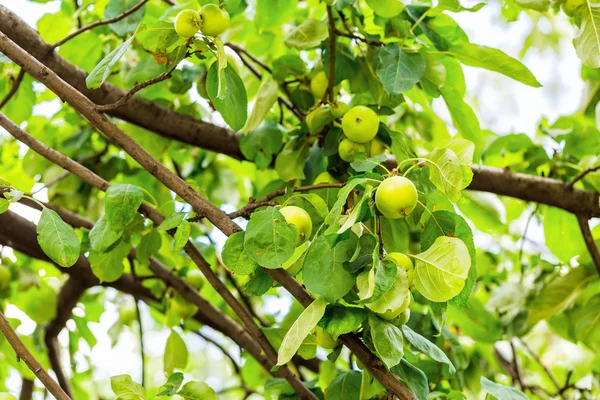 Färska mogna gröna äpplen på en gren — Stockfoto