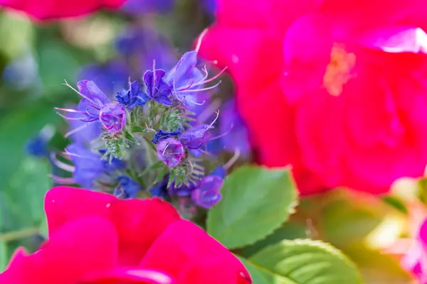 Beautiful violet flower on scarlet backgound — Stock Photo, Image
