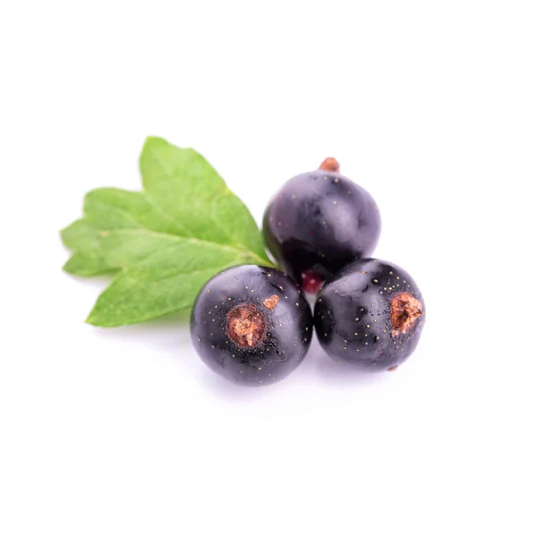 Izole taze olgunlaşmış blackcurrants — Stok fotoğraf