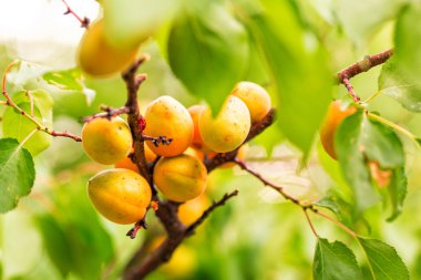 bir dal üzerinde büyüyen olgun kayısı