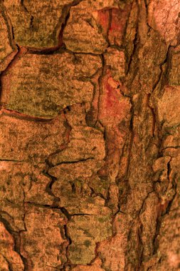 bark Tree, ahşap doku