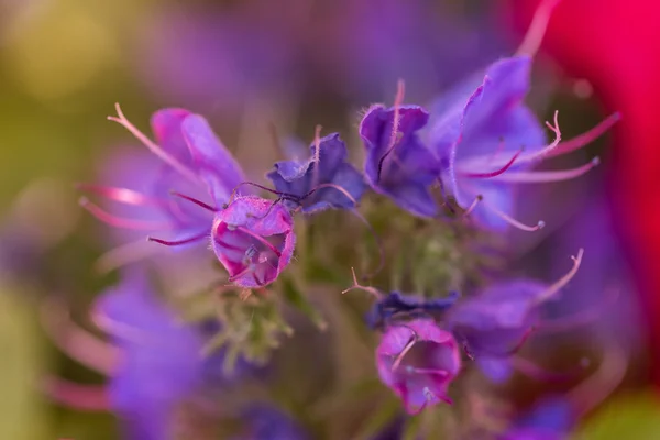 Vacker violett blomma på scarlet backgound — Stockfoto