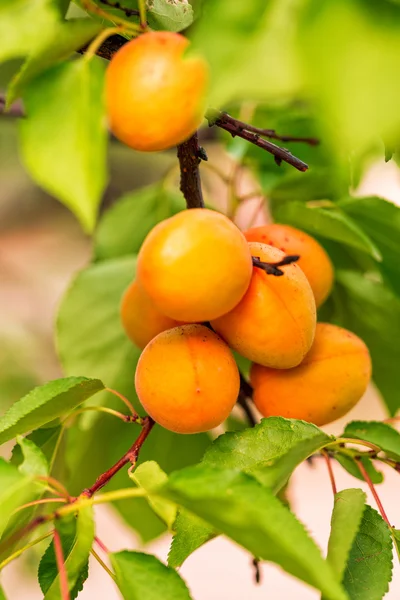 bir dal üzerinde büyüyen olgun kayısı