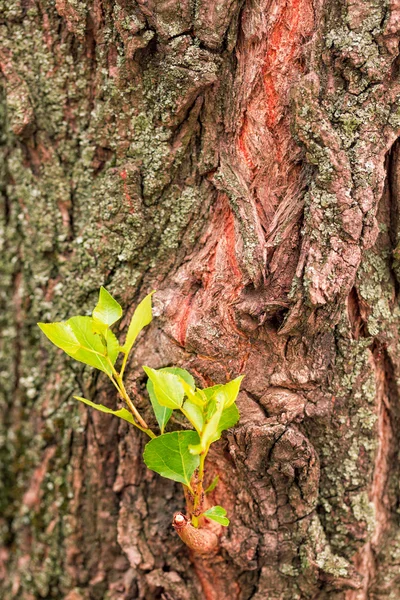 bark Tree, ahşap doku