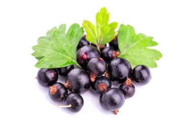 izole taze olgunlaşmış blackcurrants