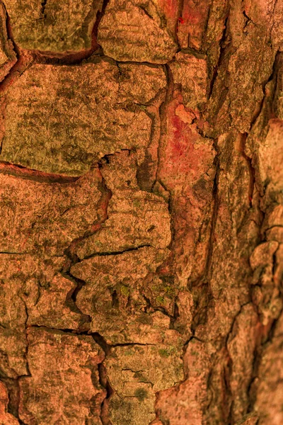 Casca de árvore, textura de madeira — Fotografia de Stock