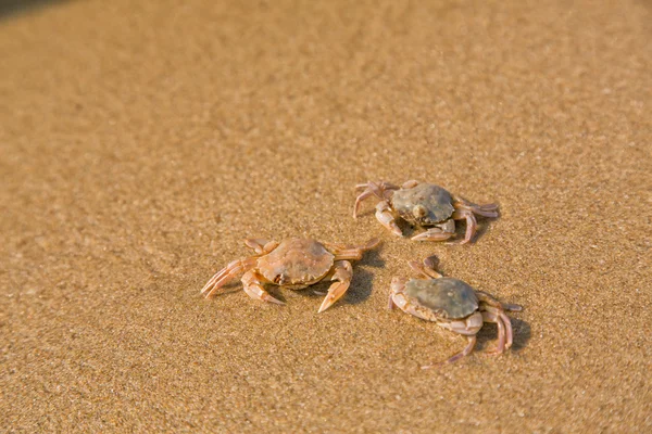 Baby crab on the sea shore — Stock Photo, Image