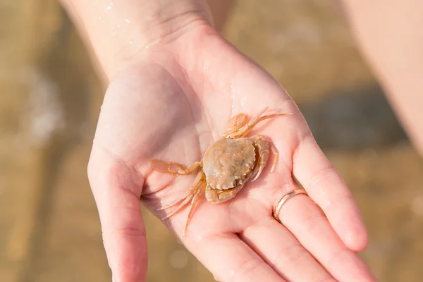 Bébé crabe sur la main de l'enfant — Photo