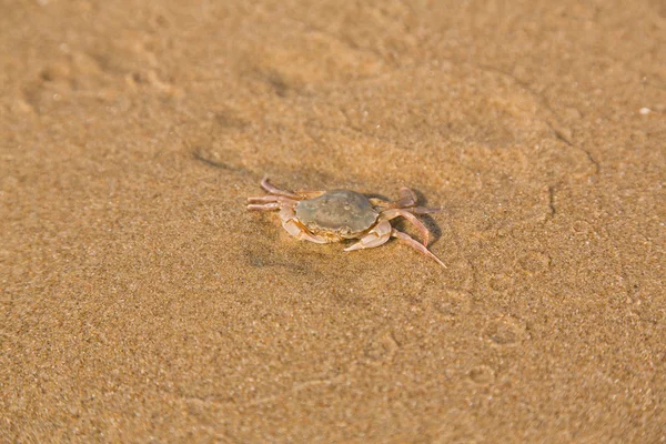 Caranguejo bebé na costa do mar — Fotografia de Stock